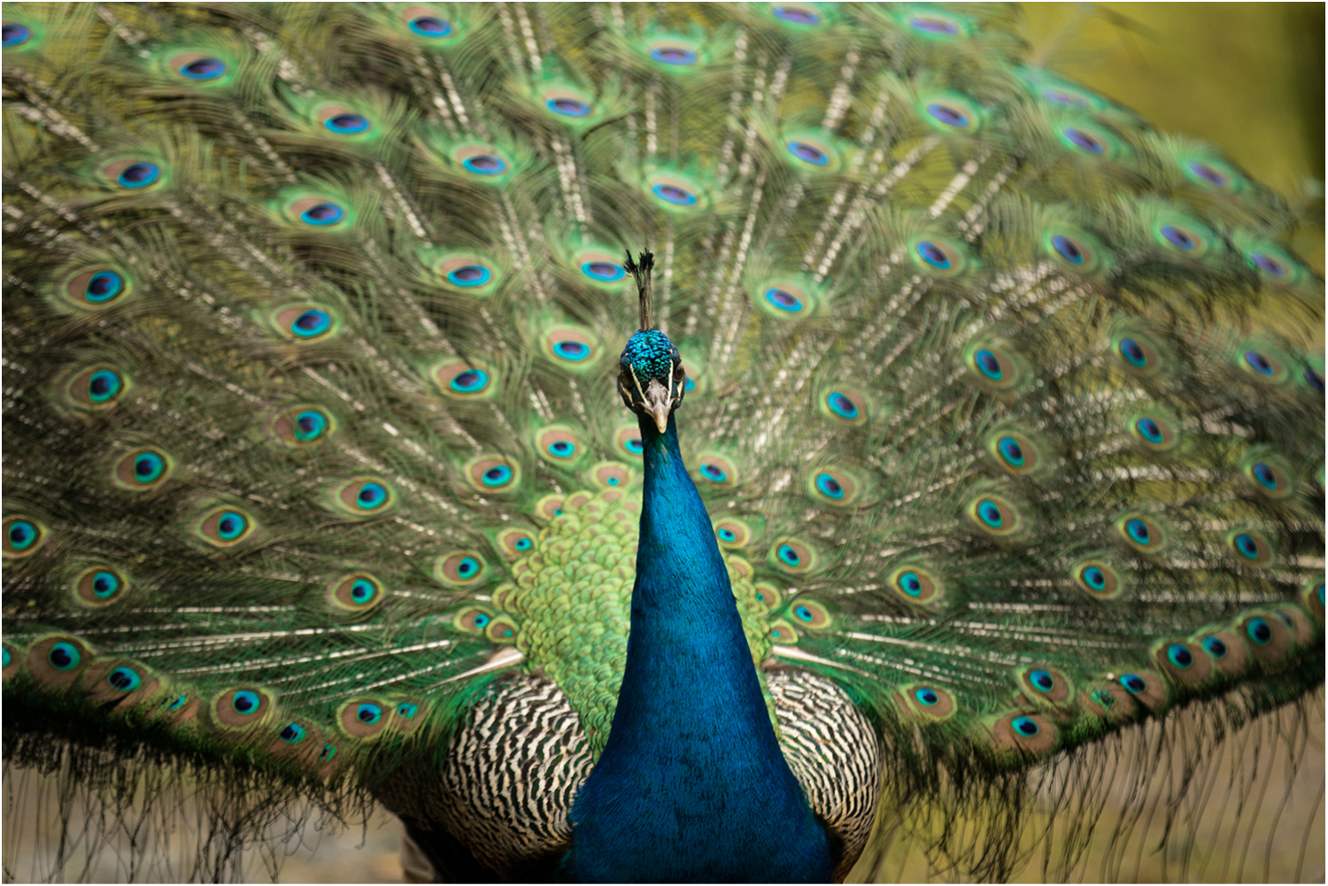 Peacock